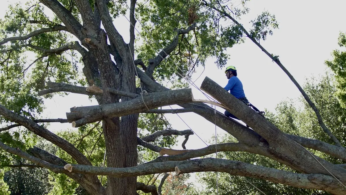 Professional Hazardous Tree Removal performed by certified arborists in Cherokee